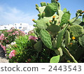 Cactus 2443543