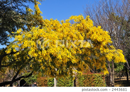 開花 花 貝利氏相思 2443681
