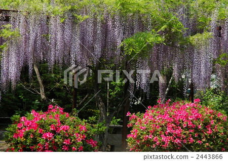 Kyoto Umehimi Shrine 2443866