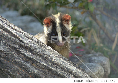 果子狸 有害動物 東山動植物園 2444279