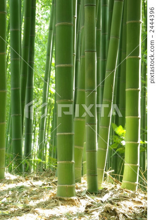 Bamboo forest in Sagano, Kyoto Bamboo forest in Sagano, Kyoto 2444396