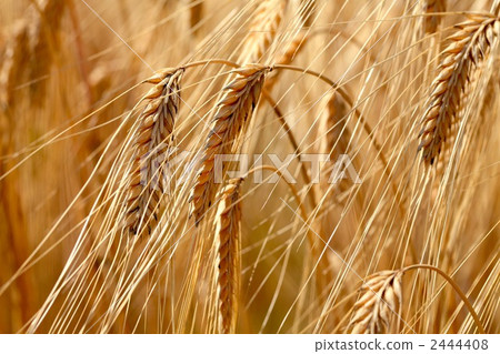 Wheat field Nijo barley 2444408