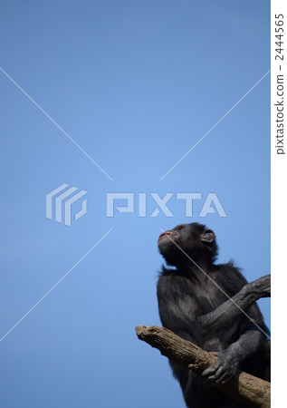 Chimpanzee 2444565