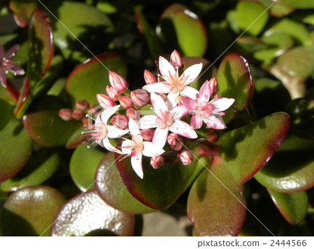 翡翠木 翡翠木 2444566