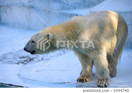 Polar bears 2444740