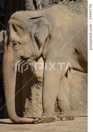 Asian elephant 2444770