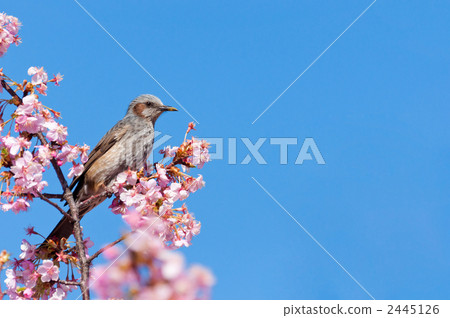 Brown ears and a cherry tree of Kawazu Brown ears and a cherry tree of Kawazu 2445126