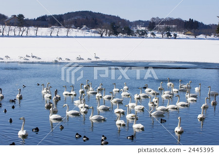 Flock of swans Flock of swans 2445395