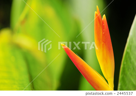 Bird of Paradise Bali 2445537