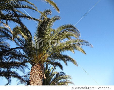 Cycads Cycads 2445539