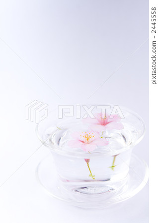 櫻桃草 櫻桃草 2445558