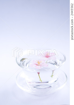 櫻桃草 櫻桃草 2445562