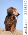 Sky and Dachs 2446240