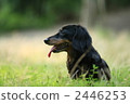 Dog at dusk 2446253