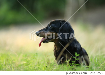 Dog at dusk 2446253
