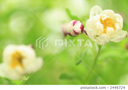 floral hairpin, flower featured hair pin, Helichrysum 2446724