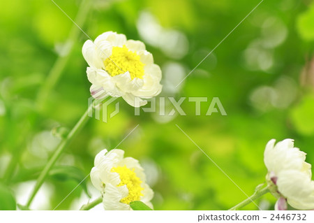 花髮簪 花式髮簪 蠟菊屬植物 2446732