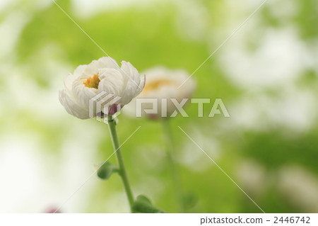 花髮簪 花式髮簪 蠟菊屬植物 2446742