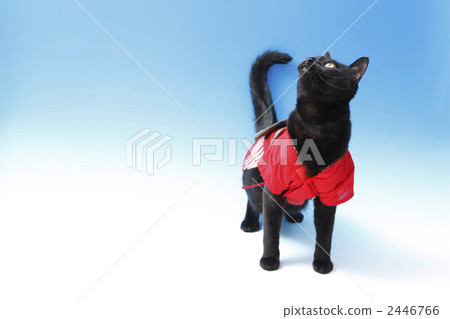 Stock Photo: japanese cat, blue background, black cat