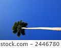 Palm tree 2446780