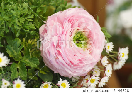 花毛茛 陸蓮花 毛茛屬植物 2446828