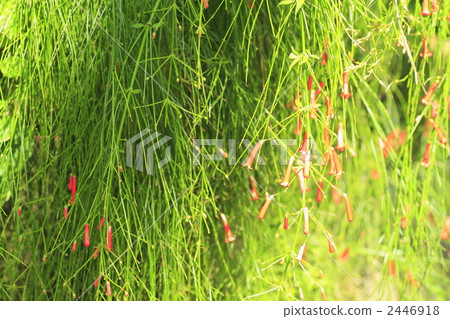 russeria harsh seti folder mistake, bloom, blossom 2446918