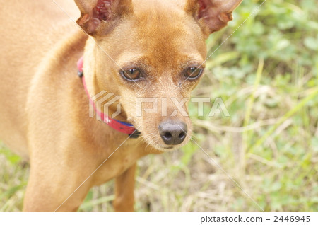 迷你杜賓犬-2 2446945
