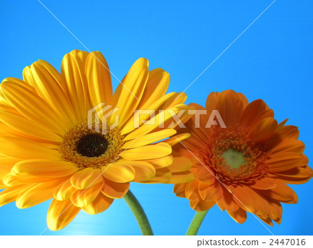 gerbera, gerberas, petal 2447016