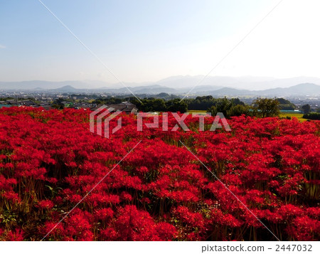 Kujyoji的群集孤挺花 2447032