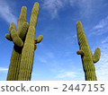 Cactus 2447155