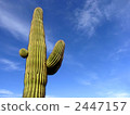 Cactus 2447157