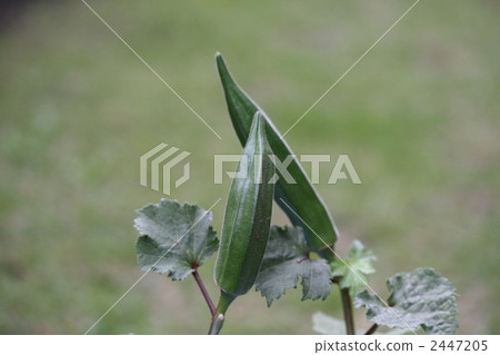 Okra 3 2447205