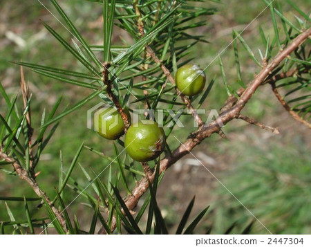 Fruit of a nest 2447304