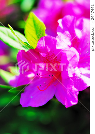 Azalea 2447441