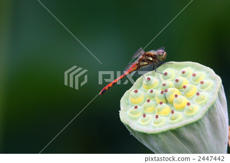 lotus seed, dragonfly 2447442