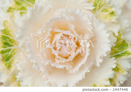 Leaf peony center 2447446