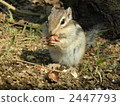 chipmunk, chipmunks, squirrel 2447793