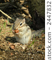 chipmunk, chipmunks, squirrel 2447832