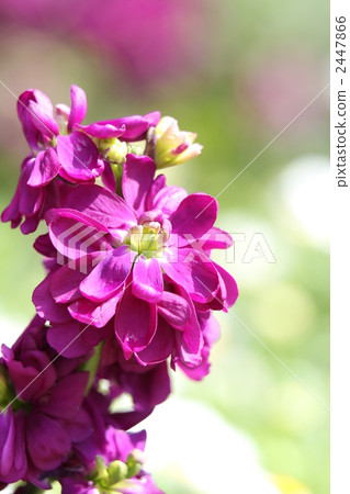 Violet stock Violet stock 2447866