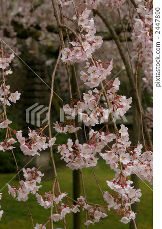 Cherry blossoms at Daigoji Cherry blossoms at Daigoji 2447890