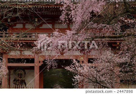 Daigo-ji Temple and Sakura 2447898