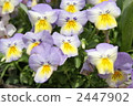 三色堇 花朵 花 2447902