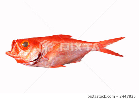 金眼Kimme Kinme Tanzaku全身 2447925