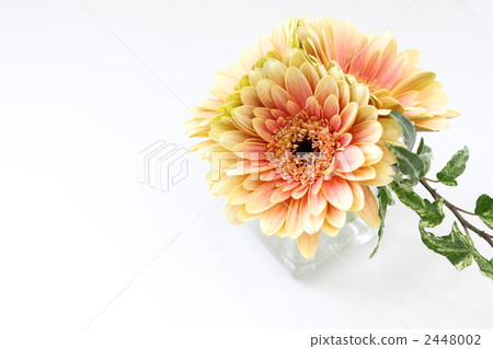 雛菊 2448002