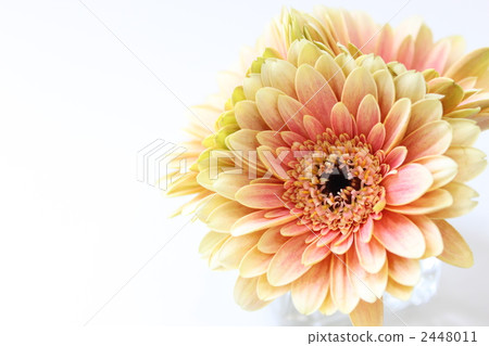 雛菊 2448011