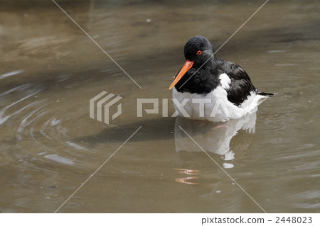 Miyako Dori on the waterside 1 Miyako Dori on the waterside 1 2448023