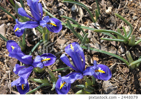 鳶尾 虹膜 花朵 2448079
