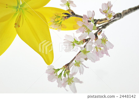 keio zakurcherry, keiou zakurcherry, bloom 2448142