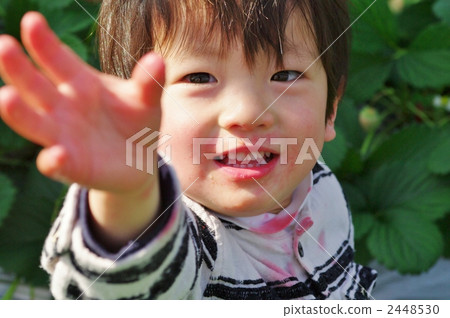 Strawberry picking 2448530