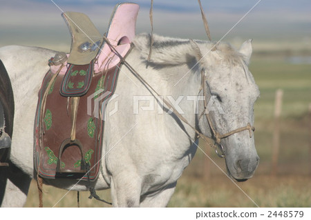 The white horse of Suuho met in Mongolia The white horse of Suuho met in Mongolia 2448579